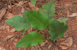 Kidneyleaf rosinweed